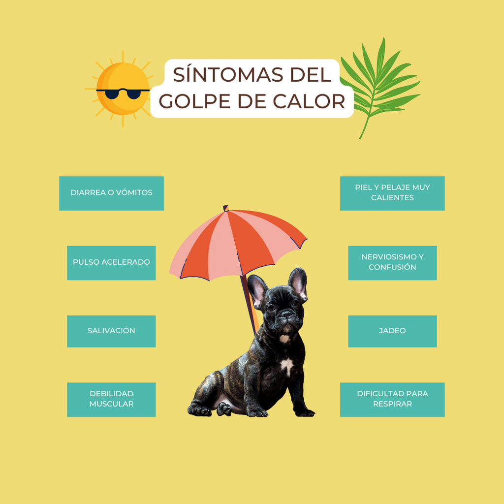 Guía Definitiva para Prevenir y Actuar ante el Golpe de Calor en Perros y Gatos 🌞🐾