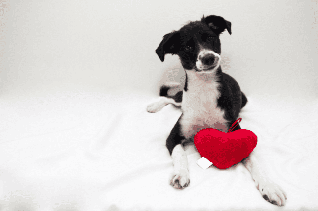 Cardiopatías en perros, conociendo mejor el «gran» corazón de tu perro