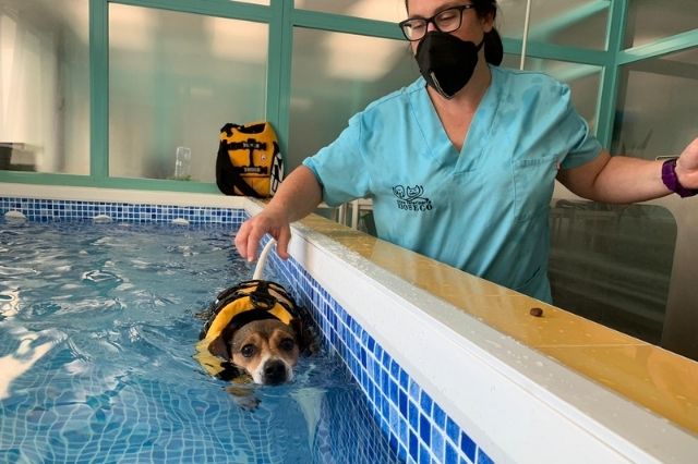 Somos el primer centro de hidroterapia veterinaria con piscina en Castilla y León