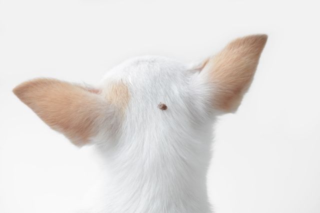 Síntomas de las garrapatas en perros y cómo eliminarlas