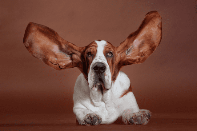 Otitis en perros, una infección de oído terrible para tu peludo